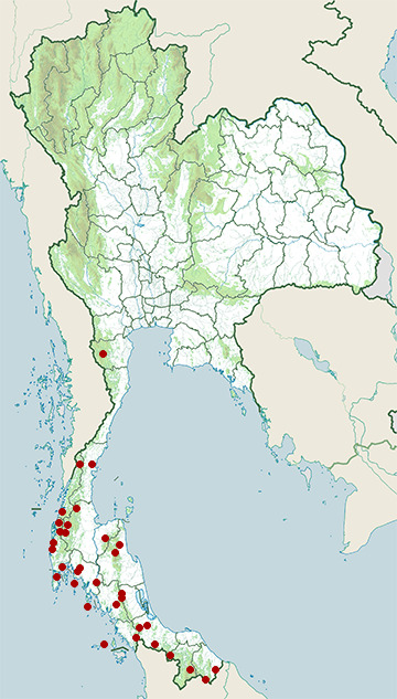 Distribution map of Green iora, Aegithina viridissima in Thailand