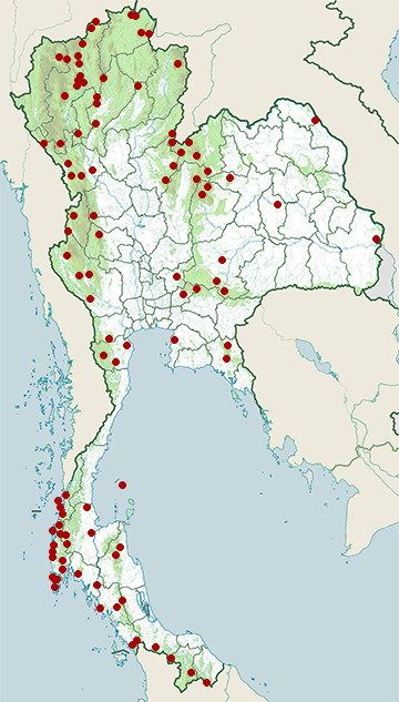 Distribution map of Grey-capped pygmy woodpecker, Yungipicus canicapillus in Thailand