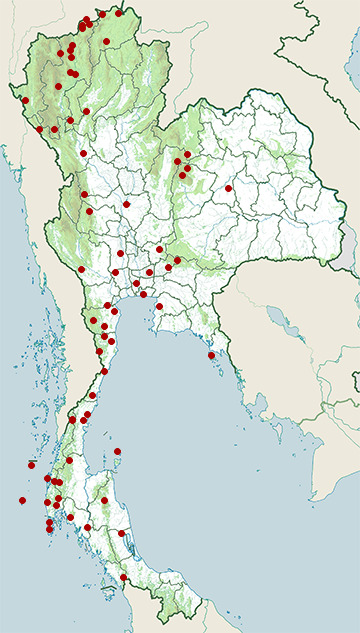 Distribution map of Grey-faced buzzard, Butastur indicus in Thailand