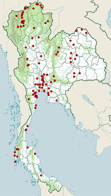 Distribution map of Grey-headed lapwing, Vanellus cinereus in Thailand