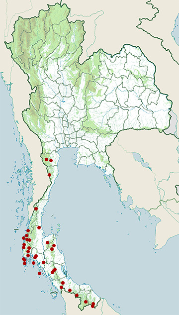Distribution map of Grey-rumped treeswift, Hemiprocne longipennis in Thailand