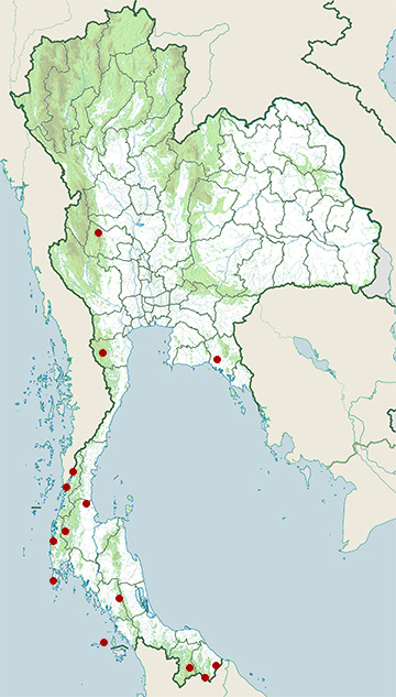 Distribution map of Indopacific dwarf gecko, Hemiphyllodactylus typus in Thailand