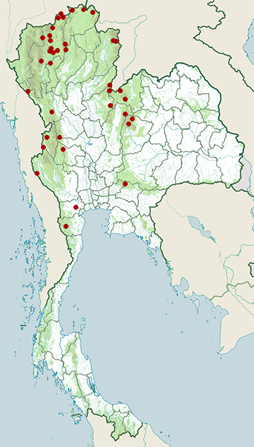 Distribution map of Ashy bulbul, Hemixos flavala in Thailand