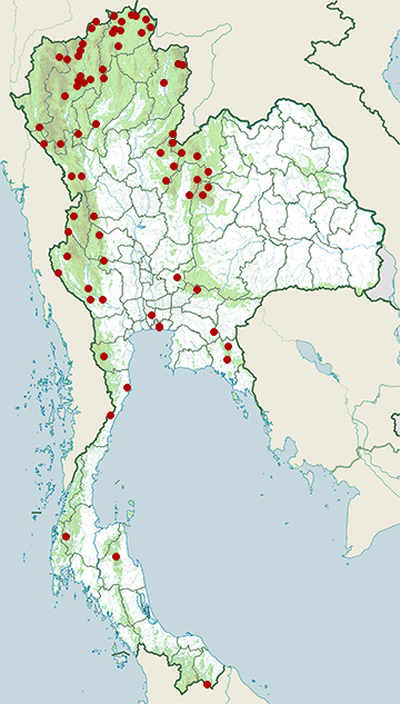 Distribution map of Hill blue flycatcher, Cyornis whitei in Thailand