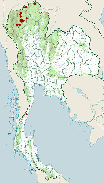 Distribution map of Himalayan buzzard, Buteo refectus in Thailand