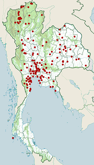 Distribution map of House sparrow, Passer domesticus in Thailand
