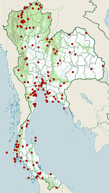 Distribution map of House swift, Apus nipalensis in Thailand