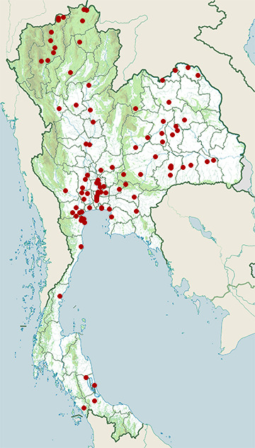 Distribution map of Pheasant-tailed jacana, Hydrophasianus chirurgus in Thailand