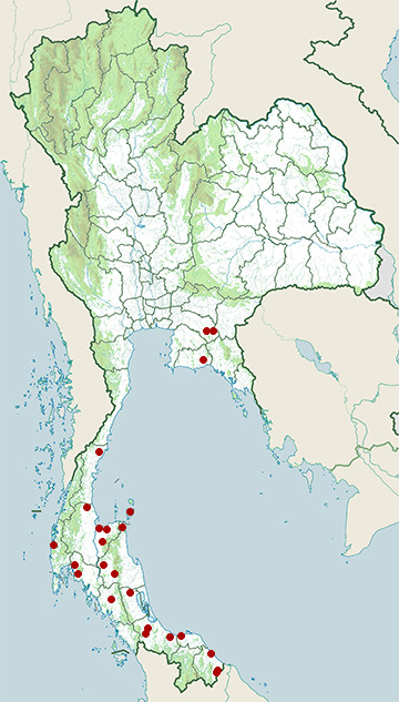 Distribution map of Rice paddy snake, Hypsiscopus plumbea in Thailand