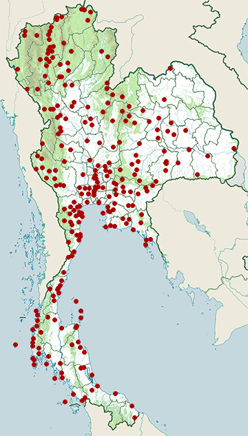 Distribution map of Indochinese roller, Coracias affinis in Thailand