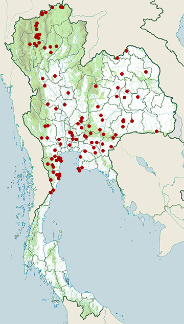 Distribution map of Indochinese bushlark, Mirafra erythrocephala in Thailand
