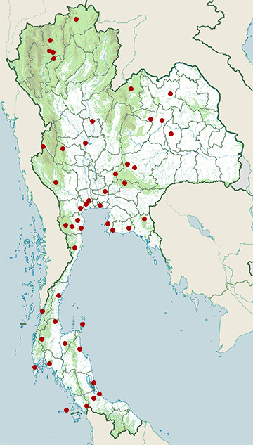 Indotyphlops braminus - Wikipedia