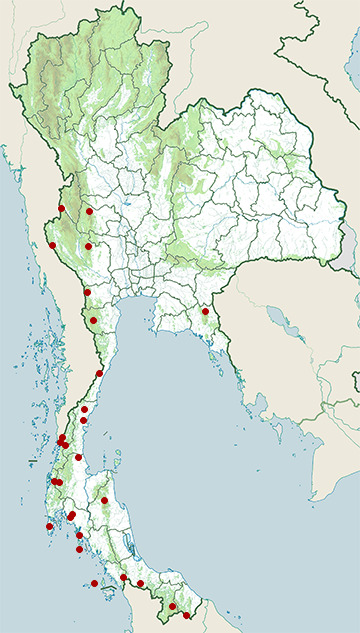 Distribution map of Lesser toad, Ingerophrynus parvus in Thailand