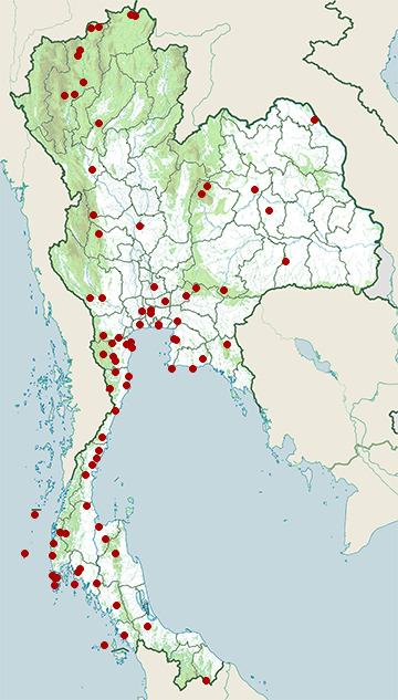 Distribution map of Japanese sparrowhawk, Accipiter gularis in Thailand