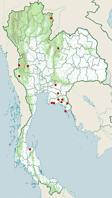 Distribution map of Striped sticky frog, Kalophrynus interlineatus in Thailand