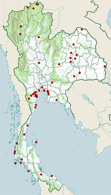 Distribution map of Kentish plover, Charadrius alexandrinus in Thailand