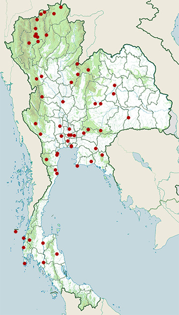 Distribution map of Lanceolated warbler, Locustella lanceolata in Thailand
