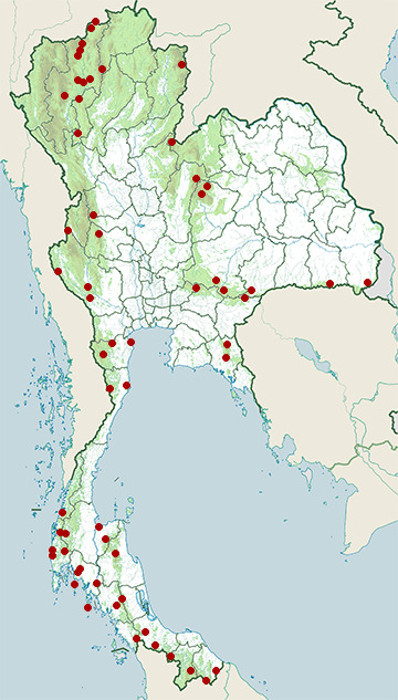 Distribution map of Large woodshrike, Tephrodornis virgatus in Thailand