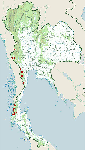 Distribution map of Black and white litter toad, Leptobrachella melanoleuca in Thailand