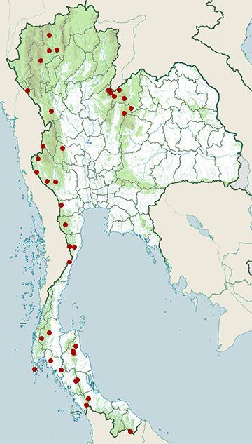 Distribution map of Smith's spadefoot toad, Leptobrachium smithi in Thailand