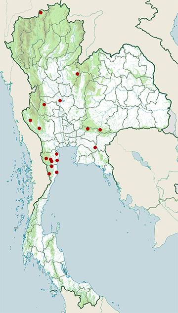 Distribution map of Burmese hare, Lepus peguensis in Thailand