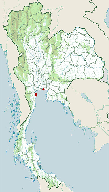 Distribution map of Lesser black-backed gull, Larus fuscus in Thailand