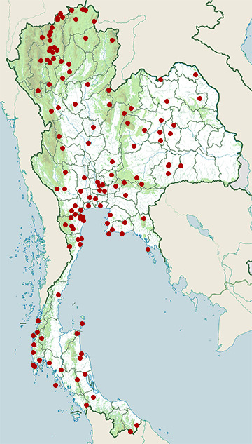 Distribution map of Lesser coucal, Centropus bengalensis in Thailand