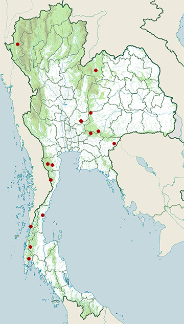 Distribution map of Lesser false vampire bat, Megaderma spasma in Thailand