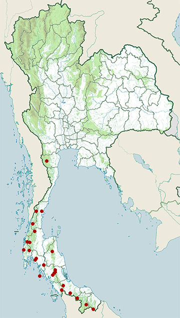 Distribution map of Lesser green leafbird, Chloropsis cyanopogon in Thailand