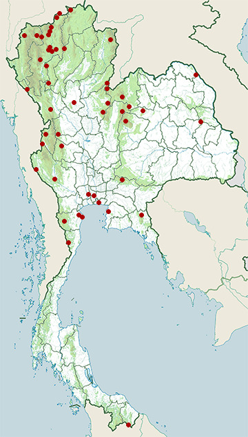Distribution map of Lesser racquet-tailed drongo, Dicrurus remifer in Thailand