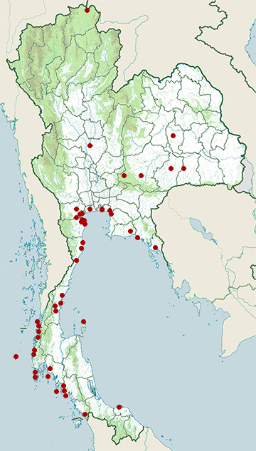 Distribution map of Lesser sand plover, Charadrius mongolus in Thailand