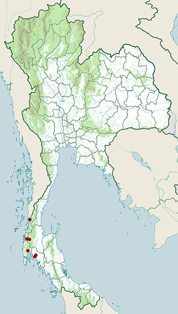 Distribution map of Lesser short-nosed fruit bat, Cynopterus brachyotis in Thailand