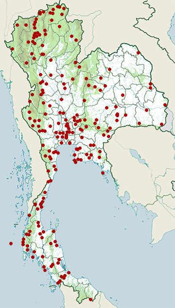 Distribution map of Lineated barbet, Psilopogon lineatus in Thailand