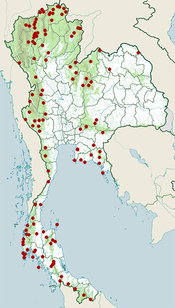 Distribution map of Little spiderhunter, Arachnothera longirostra in Thailand