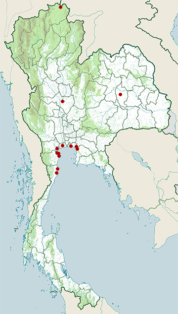 Distribution map of Little stint, Calidris minuta in Thailand