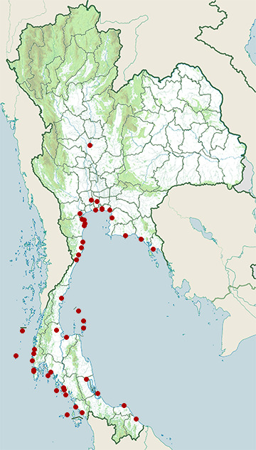 Distribution map of Little tern, Sternula albifrons in Thailand