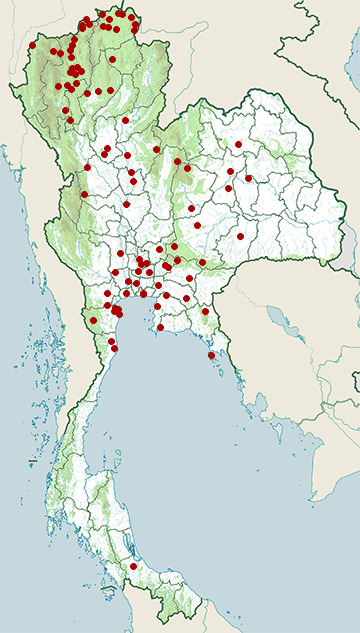 Distribution map of Long-tailed shrike, Lanius schach in Thailand