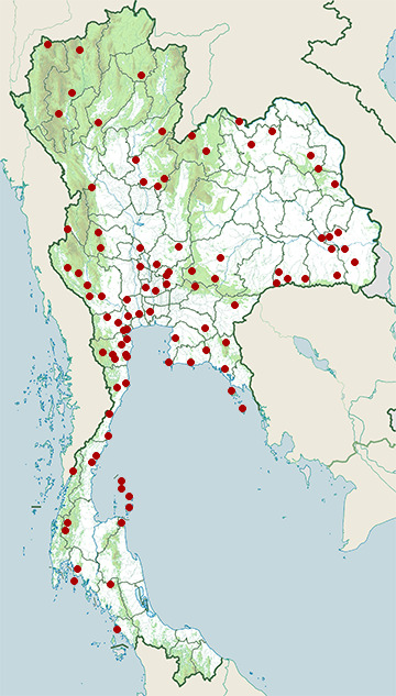 Distribution map of Common bridle snake, Lycodon davisonii in Thailand