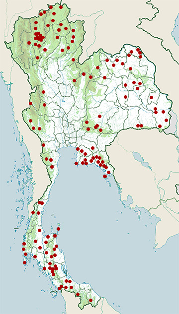 Distribution map of Laotian wolf snake, Lycodon laoensis in Thailand