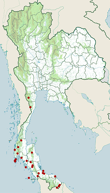 Distribution map of Malayan bridle snake, Lycodon subannulatus in Thailand