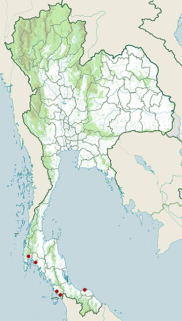 Distribution map of Mangrove blue flycatcher, Cyornis rufigastra in Thailand