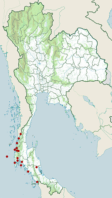 Distribution map of Mangrove pitta, Pitta megarhyncha in Thailand