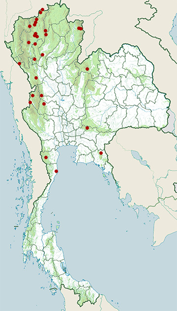 Distribution map of Maroon oriole, Oriolus traillii in Thailand