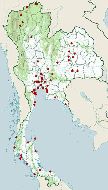 Distribution map of Marsh sandpiper, Tringa stagnatilis in Thailand