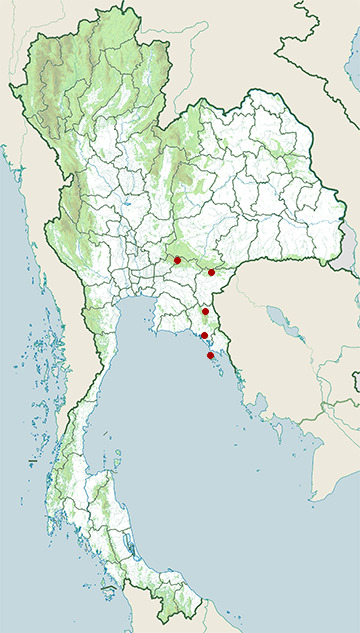 Distribution map of Lekagul's horned toad, Megophrys lekaguli in Thailand