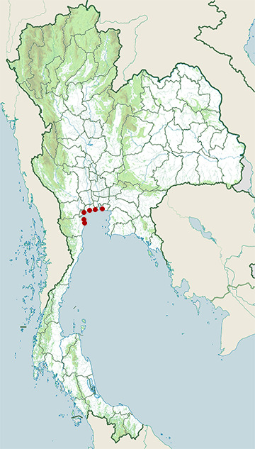 Distribution map of Mongolian gull, Larus mongolicus in Thailand