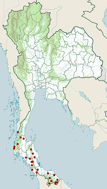 Distribution map of Equatorial spitting cobra, Naja sumatrana in Thailand