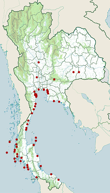 Distribution map of Whimbrel, Numenius phaeopus in Thailand
