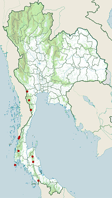 Distribution map of Cinnamon treefrog, Nyctixalus pictus in Thailand