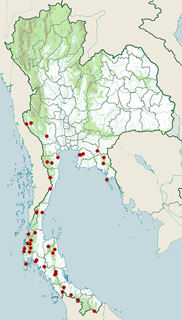 Distribution map of Ochraceous bulbul, Alophoixus ochraceus in Thailand